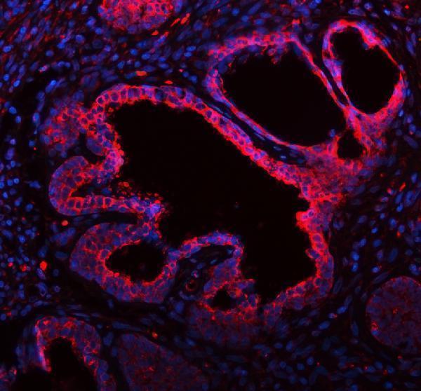 a05164 2 me3 primary antibodies if testing 15