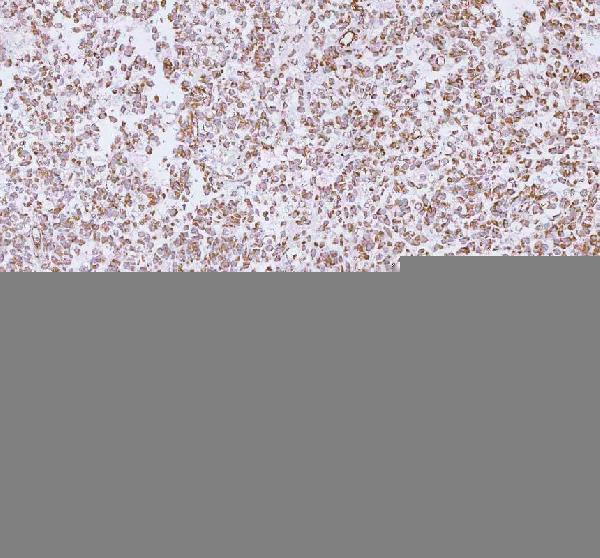 a05164 2 me3 primary antibodies ihc testing 10