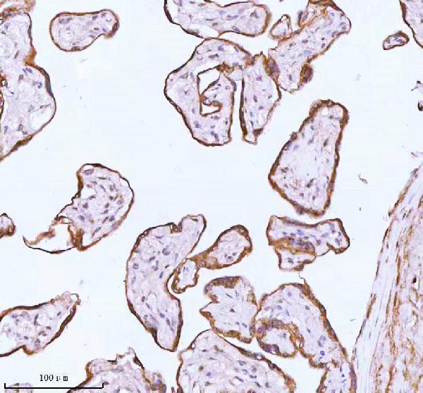 a05164 2 me3 primary antibodies ihc testing 5