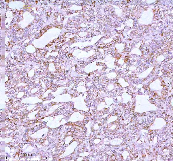 a05164 2 me3 primary antibodies ihc testing 7