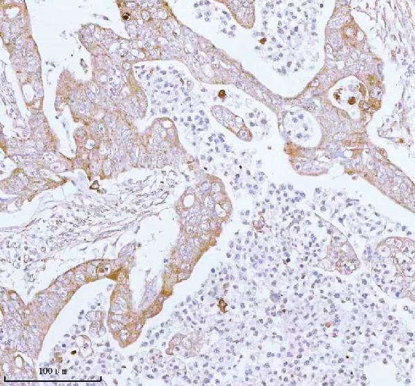 a05164 2 me3 primary antibodies ihc testing 9