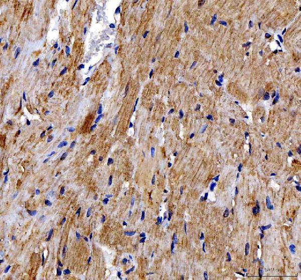a05165 1 dok7 primary antibodies ihc testing 4_1
