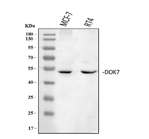 a05165 1 dok7 primary antibodies wb testing 1
