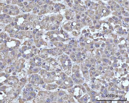 a05166 1 ssbp1 primary antibodies ihc testing 4
