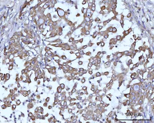a05166 1 ssbp1 primary antibodies ihc testing 5
