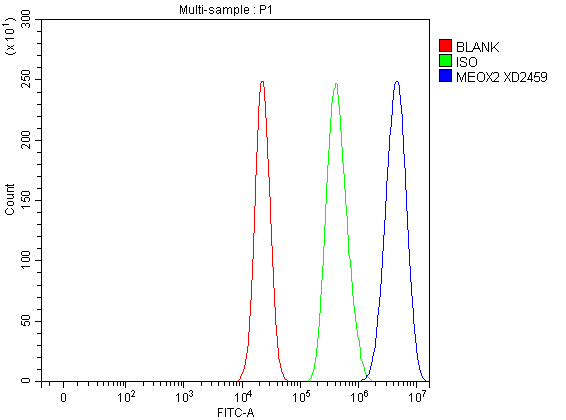 Flow Cytometry analysis of A549 cells using anti-MEOX2 antibody (A05167-2)