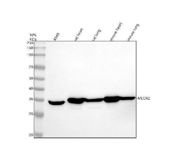Western blot analysis of MEOX2 using anti-MEOX2 antibody (A05167-2)