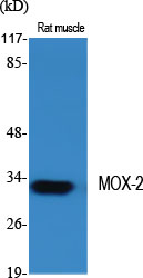 Western Blot analysis of various cells using MOX-2 Polyclonal Antibody diluted at 1:2000