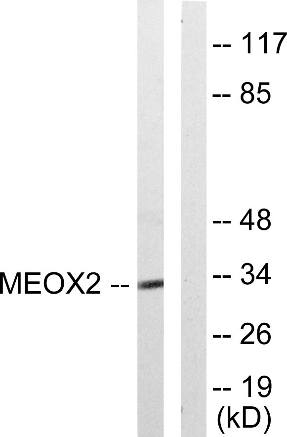 a05167 meox2 primary antibodies wb testing 4