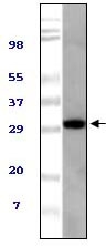 a05168 1 aspscr1 primary antibodyes wb testing 1