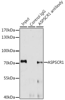 a05168 2 aspscr1 primary antiboties ip testing 3