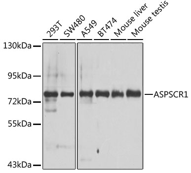 a05168 2 aspscr1 primary antiboties wb testing 1