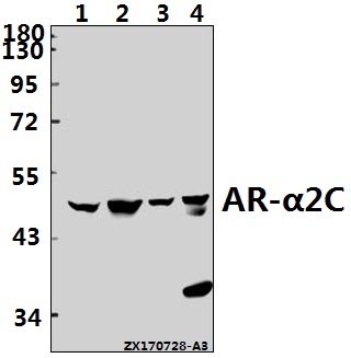 Western blot (WB) analysis of AR-α2C (R369) pAb at 1:500 dilution
Lane1:A549 whole cell lysate(40ug)
Lane2:U-87MG whole cell lysate(40ug)
Lane3:H9C2 whole cell lysate(40ug)
Lane4:CT26 whole cell lysate(40ug)