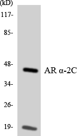 a05170 adra2c primary antibodies wb testing 1