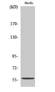 Western Blot analysis of various cells using MMP-19 Polyclonal Antibody diluted at 1:500