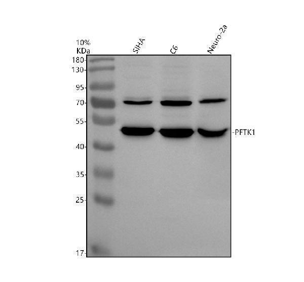 a05172 1 cdk14 primary antibodies wb testing 1