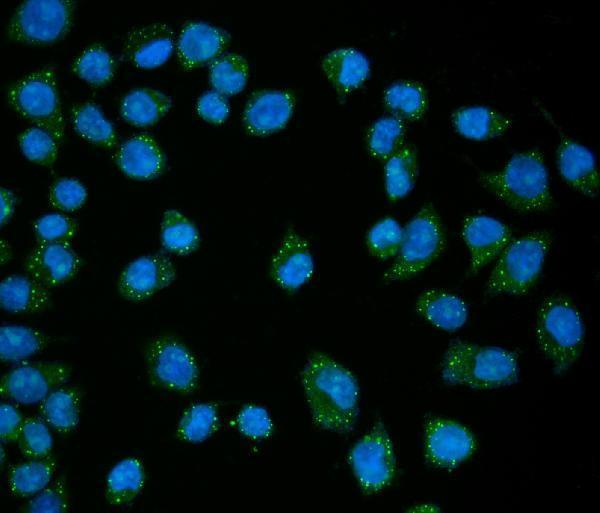 a05173 2 edc4 primary antibodies if testing 5