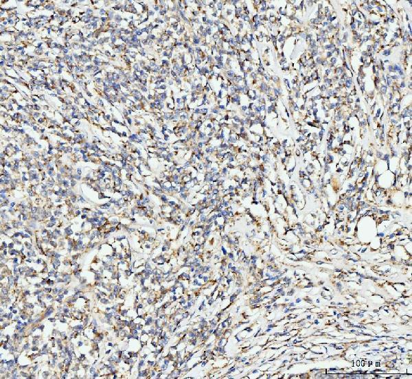 a05173 2 edc4 primary antibodies ihc testing 4
