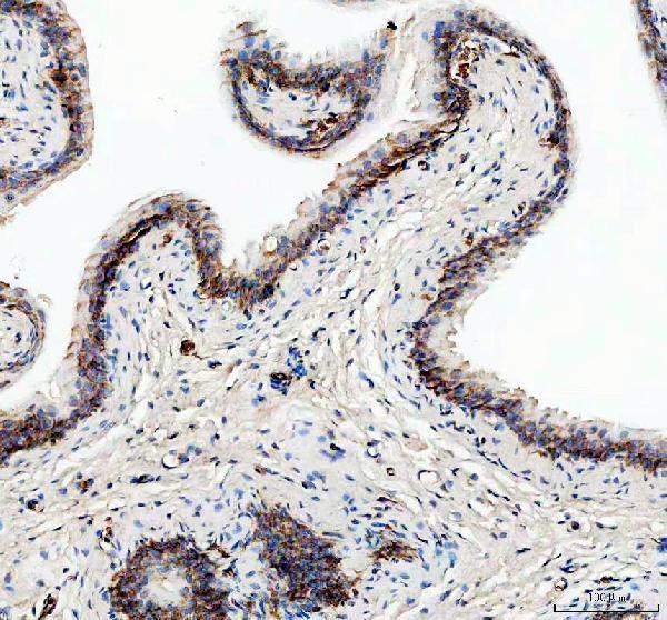a05175 1 ribosomal protein l4 rpl4 primary antibodies ihc testing 4