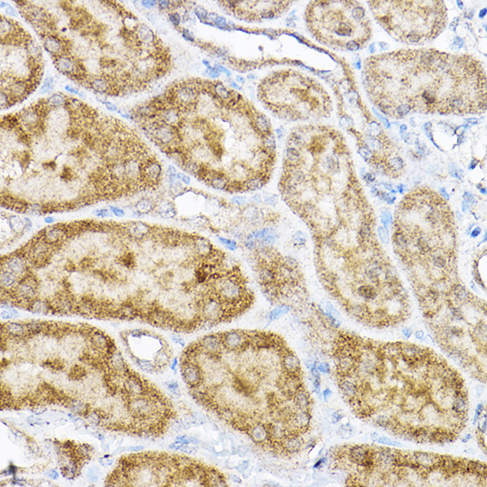Immunohistochemistry of paraffin-embedded rat kidney using RPL4 Rabbit pAb  at dilution of 1:100 