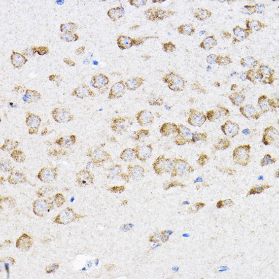 Immunohistochemistry of paraffin-embedded mouse brain using RPL4 Rabbit pAb  at dilution of 1:100 