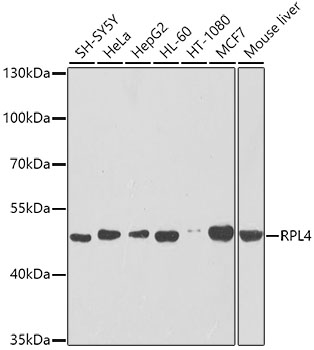 Western blot analysis of extracts of various cell lines, using RPL4 antibody  at 1:1000 dilution
