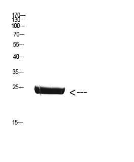 a05177 csh1 primary antibodyes wb testing 1