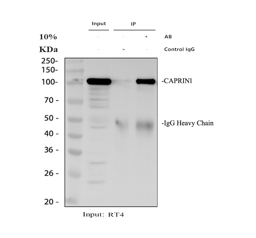 a05178 2 caprin1 primary antibodies ip testing 1