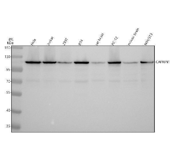 a05178 2 caprin1 primary antibodies wb testing 1
