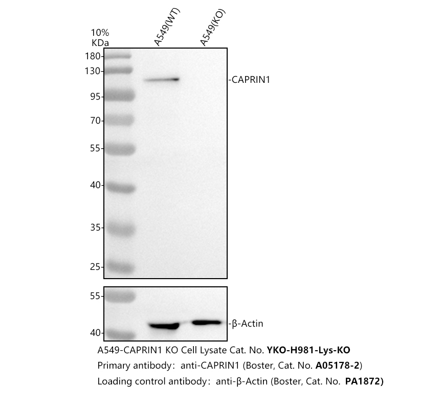 a05178 2 caprin1 primary antibodies wb testing 2