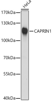 Western blot analysis of extracts of HeLa cells, using CAPRIN1 antibody  at 1:3000 dilution