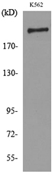 Western blot analysis of lysate from K562 cells, using SIGLEC1 Antibody