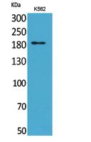 Western Blot analysis of K562 cells using CD169 Polyclonal Antibody