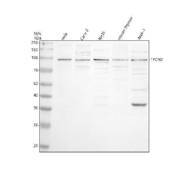 a05187 1 tpcn2 primary antibodies wb testing 1