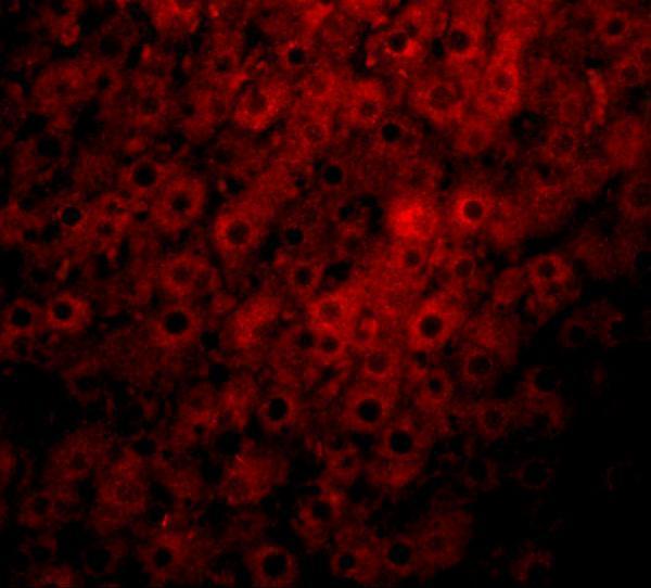 a05189 jmjd1c primary antibodies if testing 3