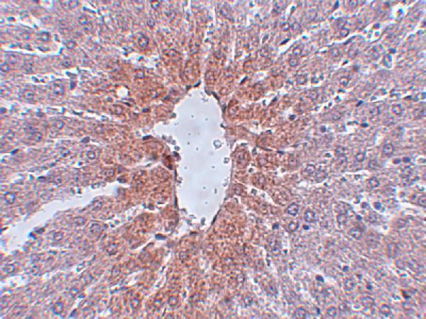 a05189 jmjd1c primary antibodies ihc testing 2