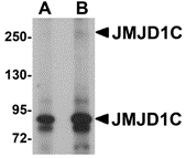 a05189 jmjd1c primary antibodies wb testing 1