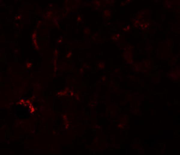 Immunofluorescence of SUMO3 in mouse liver tissue with SUMO3 antibody at 20 μg/mL