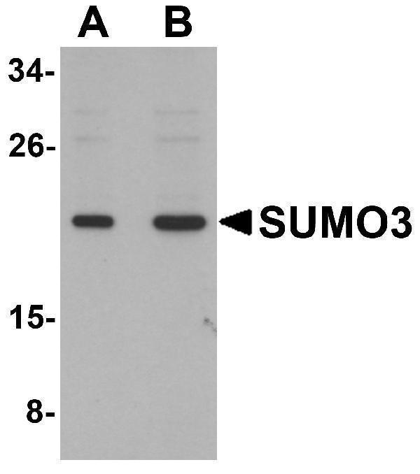 Western blot analysis of SUMO3 in mouse liver tissue lysate with SUMO3 antibody at (A) and (B) 2 μg/mL