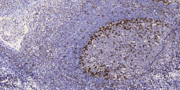 Immunohistochemical analysis of paraffin-embedded human tonsil