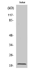 Western Blot analysis of various cells using RGS10 Polyclonal Antibody