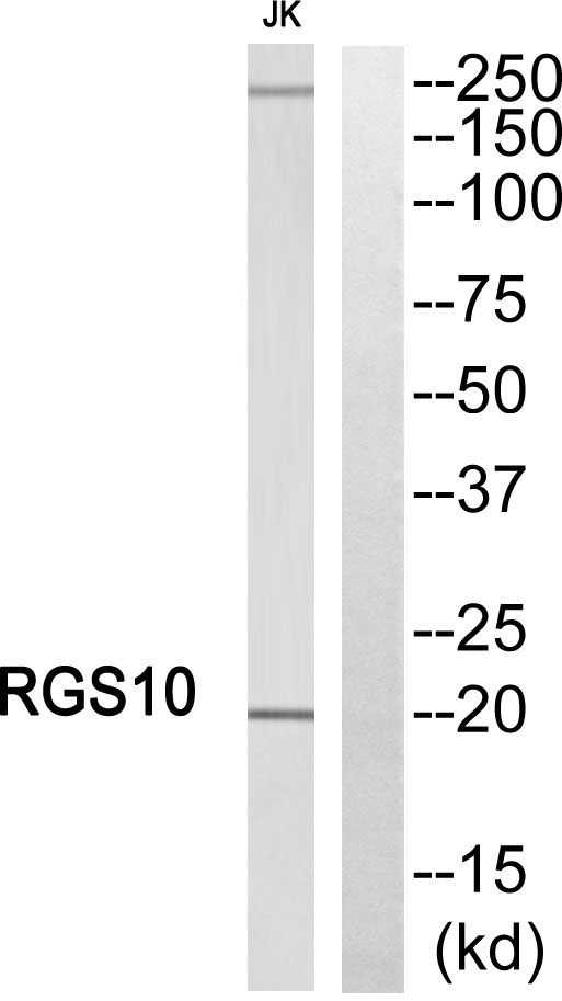 Western blot analysis of RGS10 Antibody