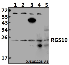 a05197 rgs10 primary antiboties wb testing 1