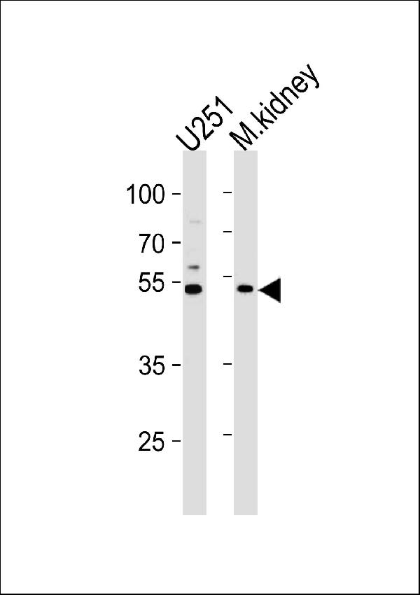 C1GALT1 Antibody (Center) western blot analysis in U251 cell line and mouse kidney lysates (35ug/lane).This demonstrates the C1GALT1 antibody detected the C1GALT1 protein (arrow).