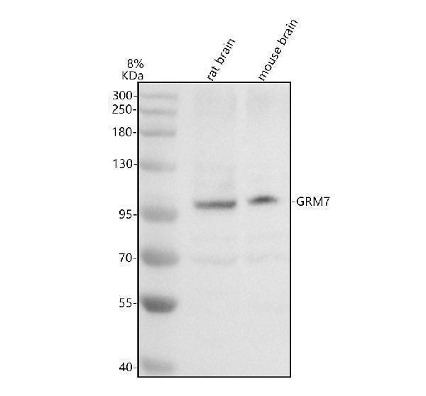 Western blot analysis of GRM7 using anti-GRM7 antibody (A05202-1)