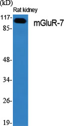 a05202 grm7 primary antibodies wb testing 2