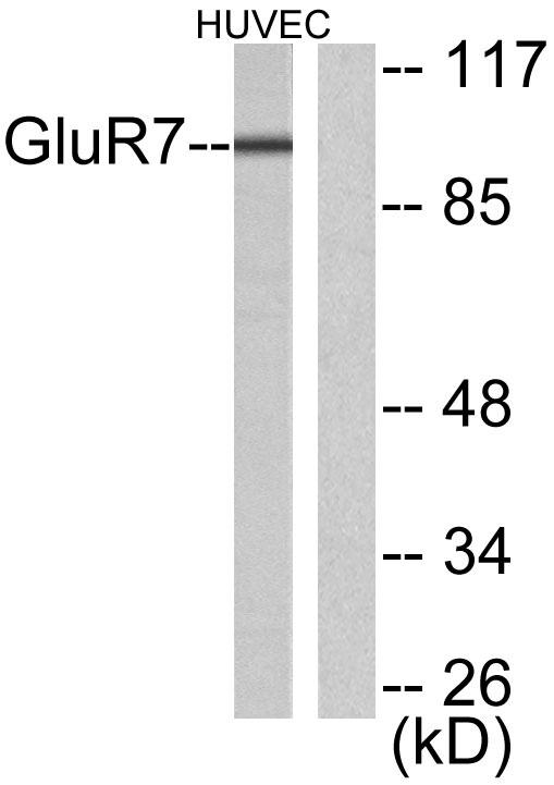 a05202 grm7 primary antibodies wb testing 3