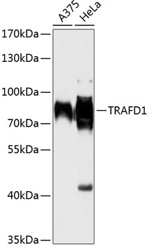 Western blot analysis of extracts of various cell lines, using TRAFD1 antibody  at 1:1000 dilution