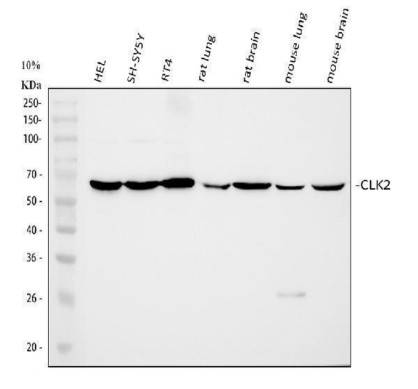 a05206 2 clk2 primary antibodies wb testing 1_1