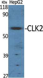 Western Blot analysis of various cells using CLK2 Polyclonal Antibody cells nucleus extracted by Minute TM Cytoplasmic and Nuclear Fractionation kit 